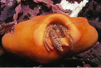 《龙之信条2》导演透露灵感来自《GTA5》